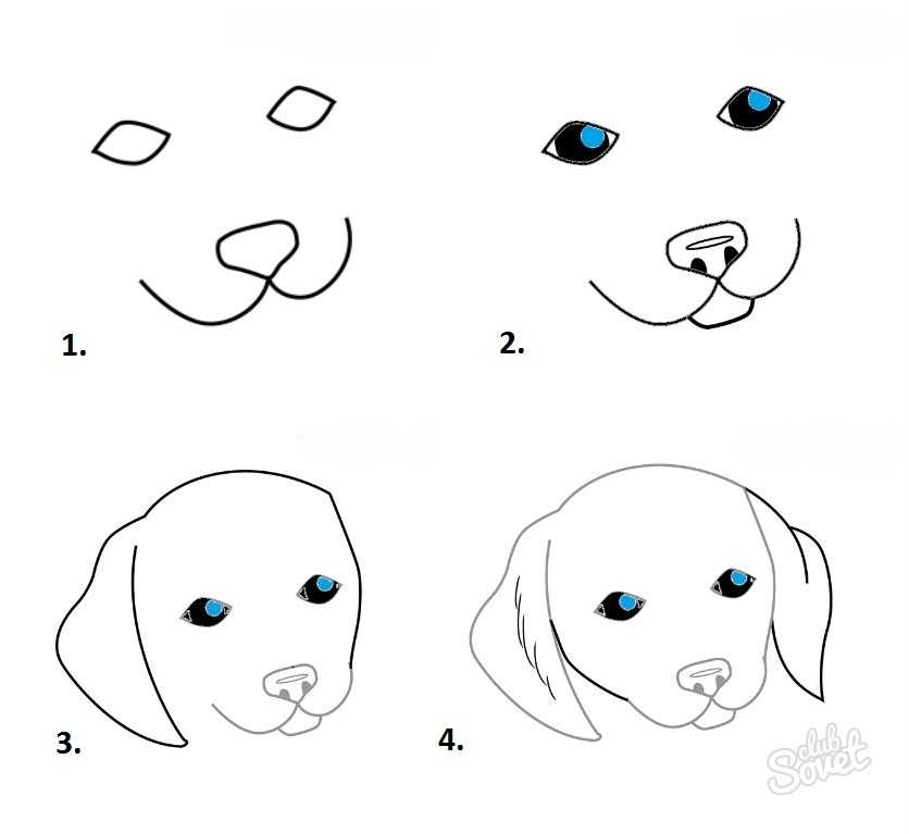 Как нарисовать щенка карандашом поэтапно для начинающих