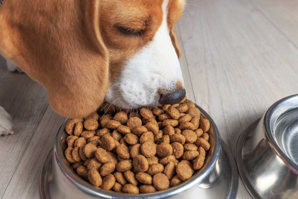 Правила кормления собак, оптимальная частота приема пищи
