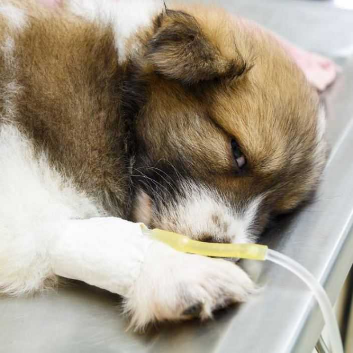 Лабораторная диагностика инфекционного гепатита и аденовироза собак