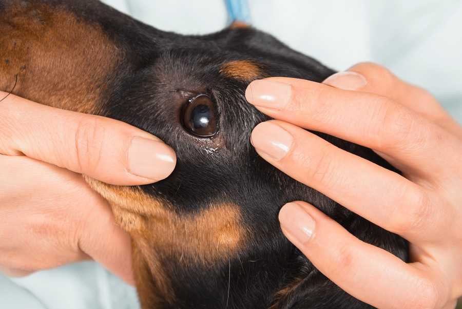 Выпадение глазного яблока у собаки - причины,  лечение заболеваний глаз у собак в москве. ветеринарная клиника "зоостатус"
