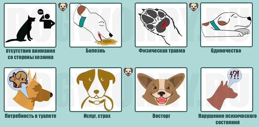Цистит у собак, лечение в домашних условиях, причины и признаки