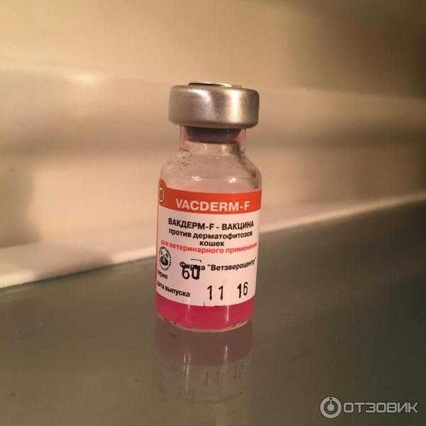 Вакцина «вакдерм»: как и куда колоть собаке