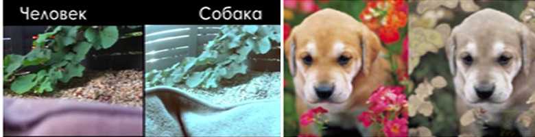 Как видят собаки цвета | фото, окружающий мир, какое зрение