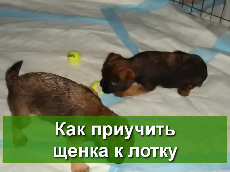 Как приучить щенка к туалету? – pet-mir.ru