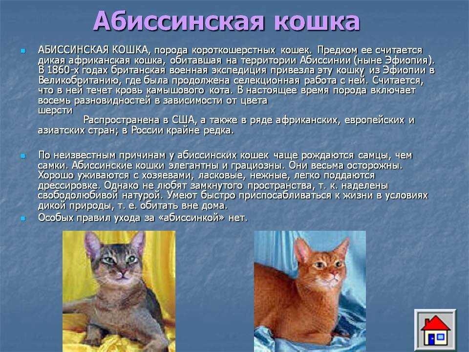 Породы кошек характеристики. Породы кошек информация. Описание кошки. Краткое описание кошки. Порода Абиссинская порода кошки.