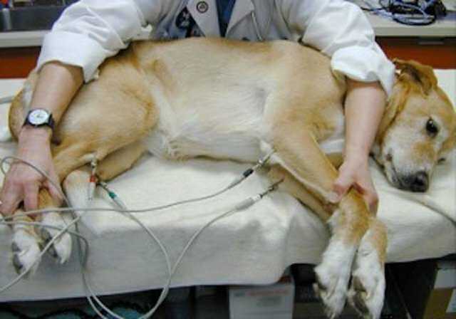 Хроническая и острая сердечная недостаточность у собак симптомы и лечение у ветеринара, препараты