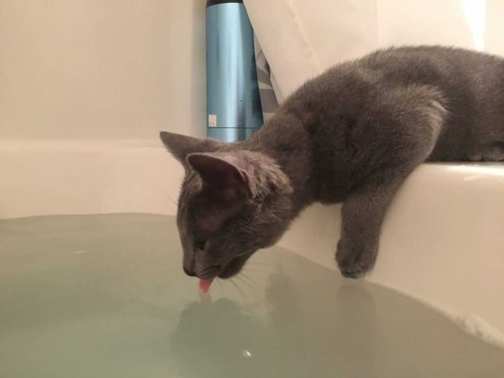 Как приучить котенка к водным процедурам. как научить кошку не бояться купания. купание. как приучить кошку купаться. причины водобоязни кошек