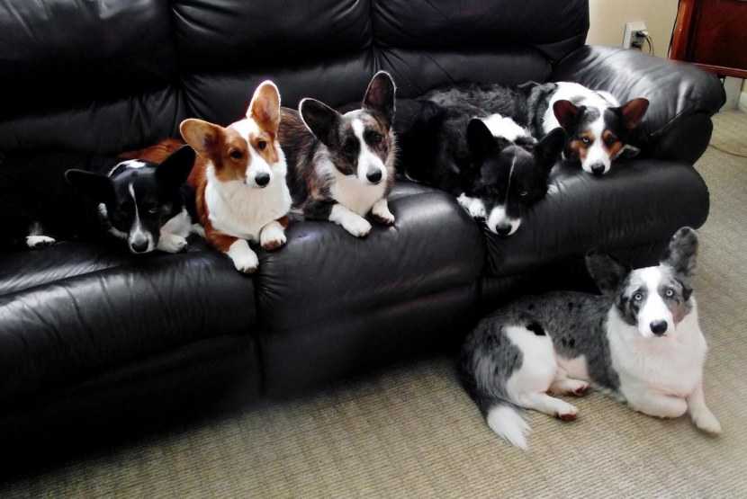 Собаки средних размеров для квартиры: короткошерстные, гладкошерстные, спокойные, домашние, для ребенка - лучшие породы для содержания с фото