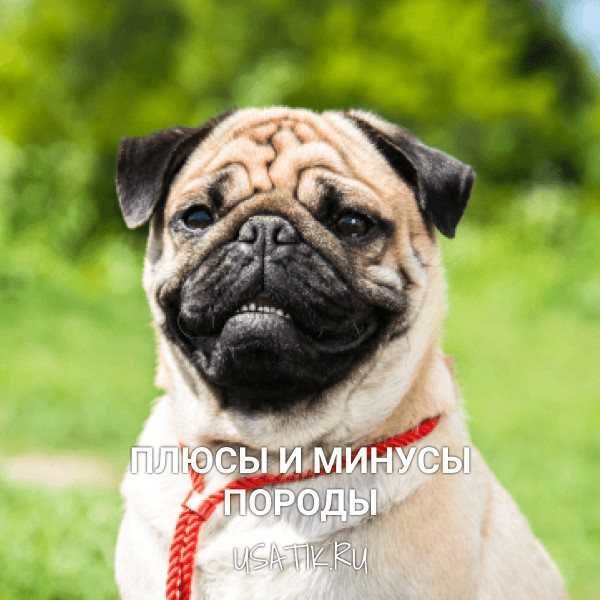 Порода собак мопс: описание с фото, характеристика | породы собак