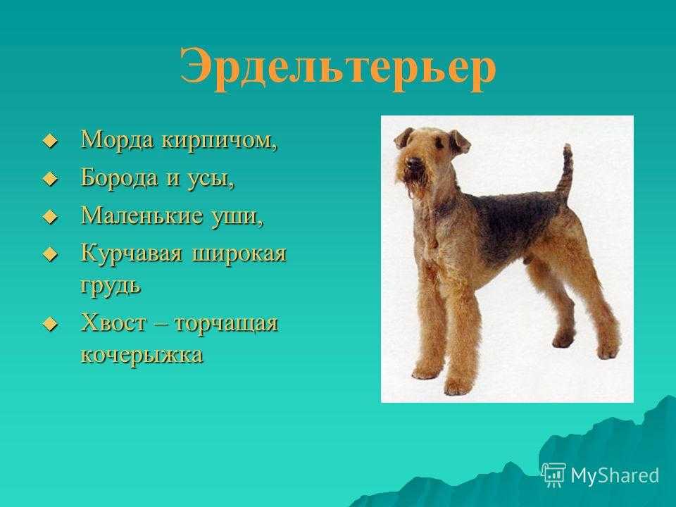 Мини эрдельтерьер (вельштерьер): описание породы, уход и содержание, плюсы и минусы собаки