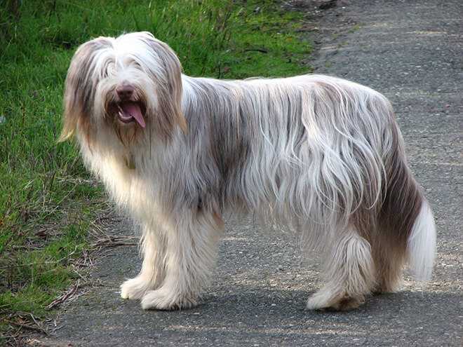 Левхен (малая львиная собака): описание породы, уход, цена