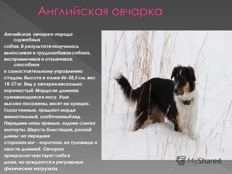 Кавказская овчарка: характеристика породы и рассказ о том, как выглядит взрослая собака, а также вы узнаете цену щенка в россии и за рубежом