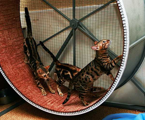 Беговое колесо для кошек своими руками: видео, инструкция, как сделать