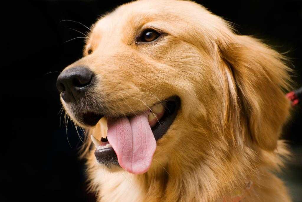 Почему собака высовывает язык и часто дышит в жару, при стрессе?