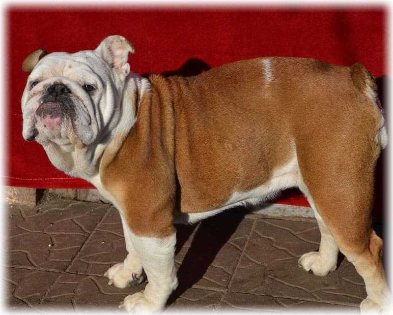Бульдоги (63 фото): описание породы собак, французская, карликовая, континентальная и другие разновидности, характер маленьких щенков