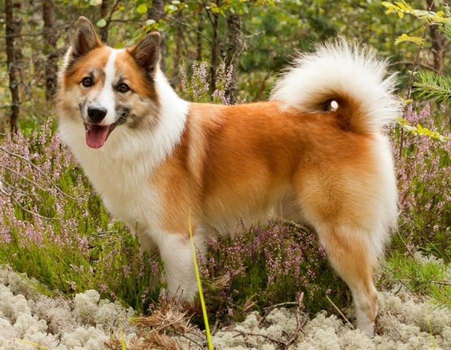Описание породы исландская собака с отзывами владельцев и фото