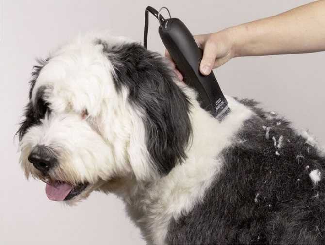 Как стричь собак — пошаговая понятная инструкция для начинающих как подстричь правильно в домашних условиях (видео + 90 фото стрижек)