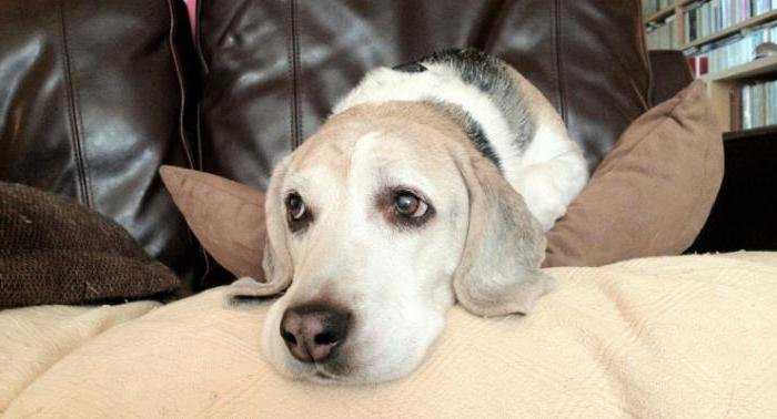 Болезнь кушинга у собак - диагностика и лечение синдрома кушинга в москве. ветеринарная клиника "зоостатус"