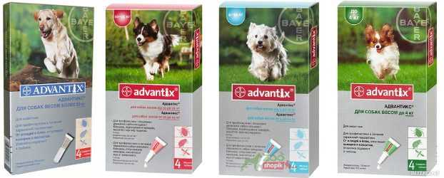Адвантикс для собак: инструкция по применению, цена, отзывы