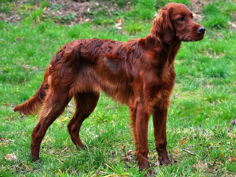 Ирландский красный сеттер - описание породы и характер собаки