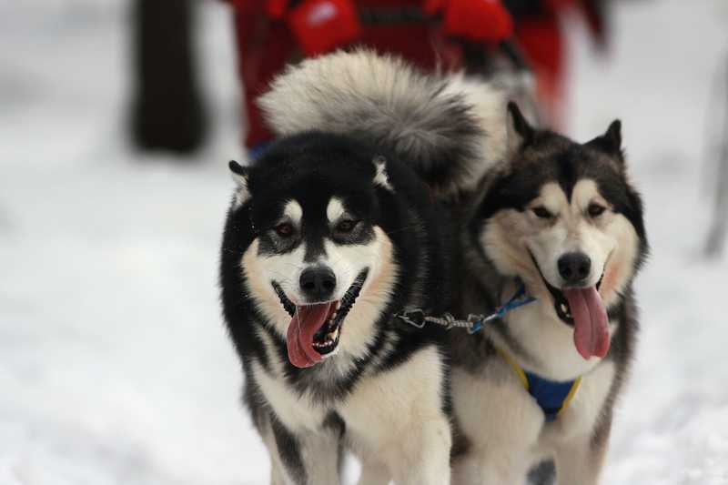 Особенности мини хаски (аляскинского кли-кая): фото собак, описание породы, правила ухода и отзывы владельцев