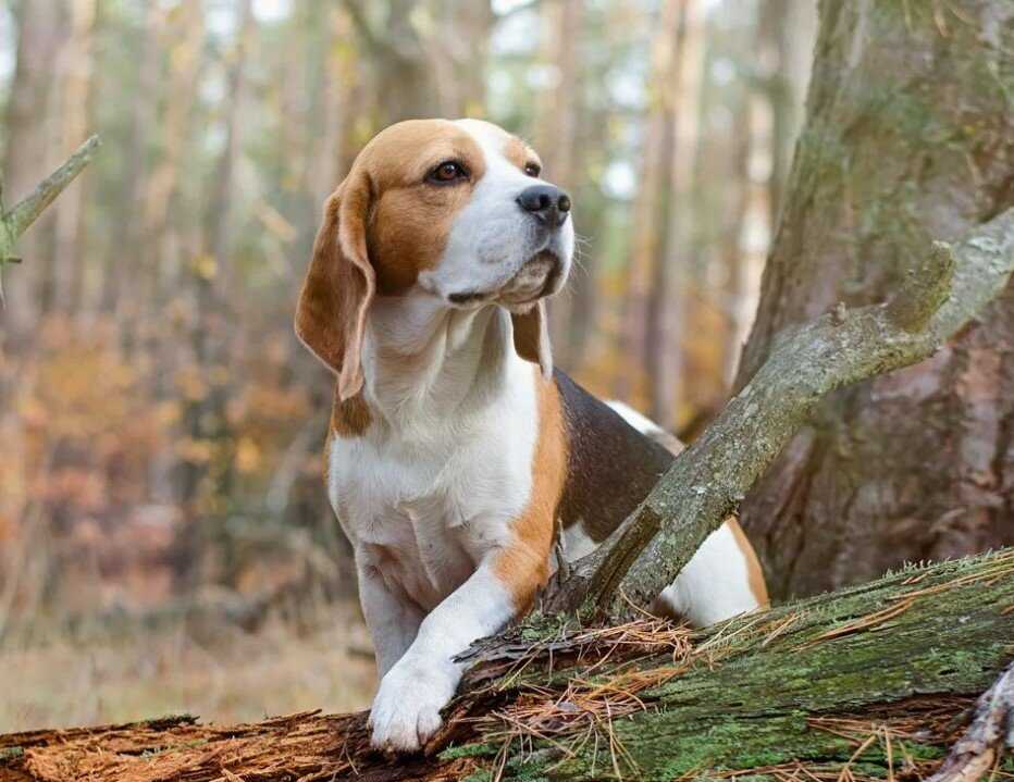 Охотничьи породы собак — фото и описание