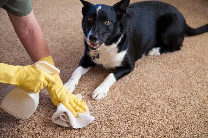10 способов избавиться от шерсти собаки или кошки в квартире