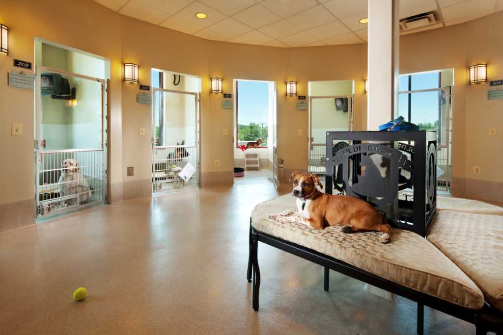 Гостиницы для животных. гостиницы для собак и кошек с ценами - petglobals.com