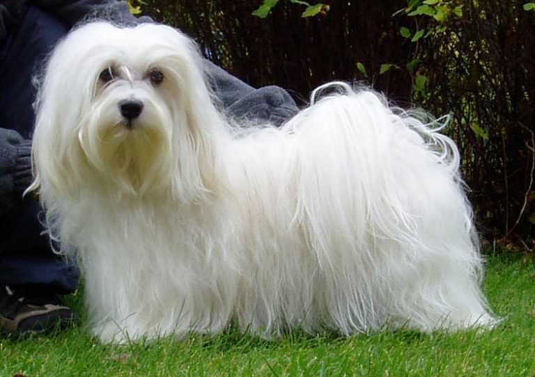 Русская цветная болонка: все о собаке, фото, описание породы, характер, цена