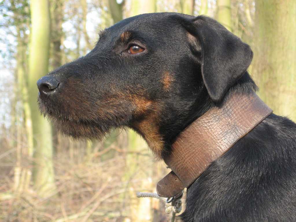 Немецкий ягдтерьер характеристики породы собаки, фото, характер, правила ухода и содержания - petstory