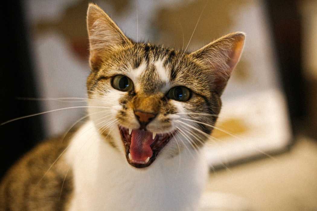 Кот постоянно мяукает и кричит: причины и способы лечения, коррекции | блог ветклиники "беланта"