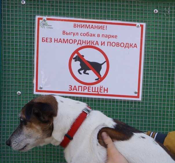 Сколько можно получить, выгуливая чужих собак и как найти тех, кто готов платить от 350 рублей в час
