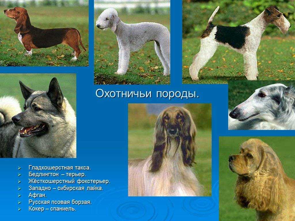Легавая собака (53 фото): наваррская легавая и короткошерстные крупные щенки, немецкие легавые и другие виды. выбор клички