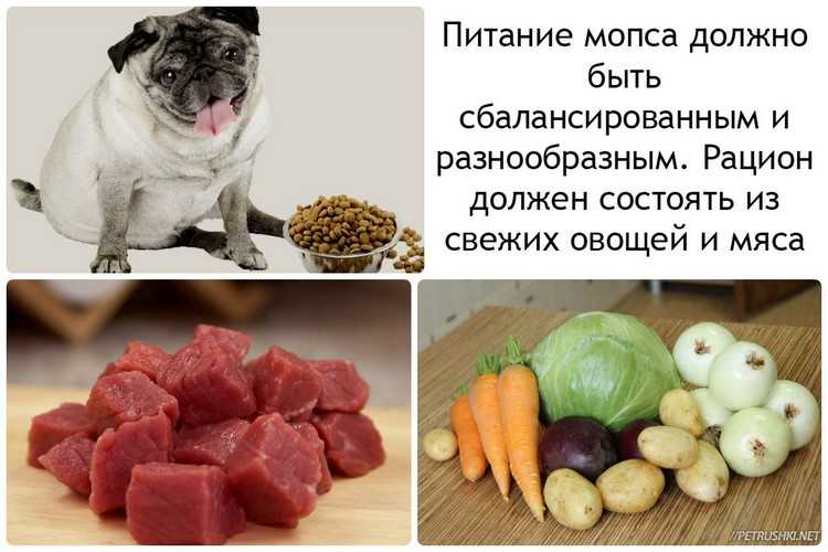 Какие овощи и фрукты можно давать собакам, а какие нельзя.
