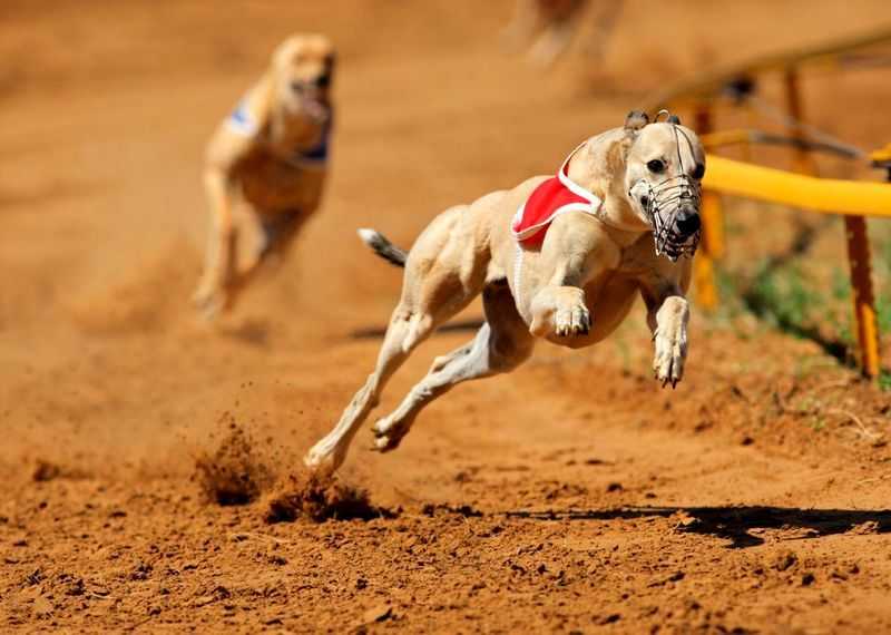 Грейхаунд: описание породы собак, скорость бега, цена