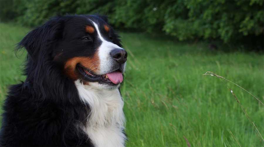 Азорская пастушья собака: характеристики породы, фото, характер, правила ухода и содержания