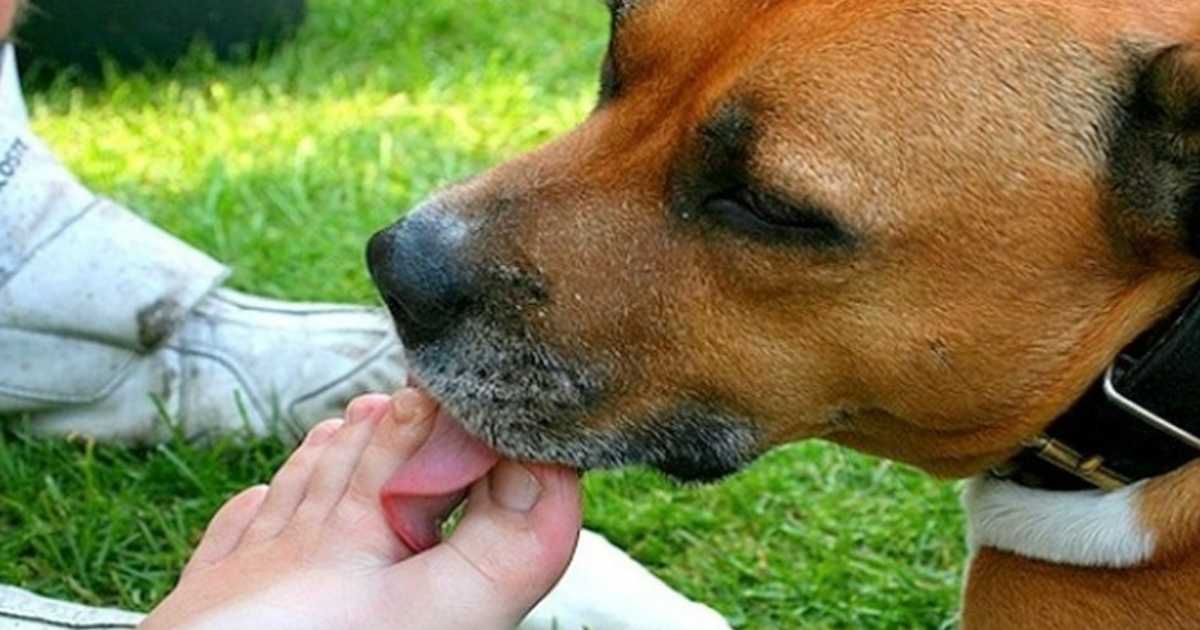 Почему собака облизывает хозяина и можно ли целоваться с собакой | hill's pet