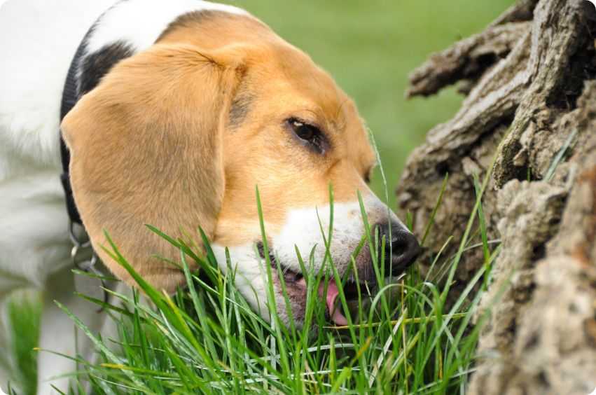 Почему собака ест землю? нехватка витаминов и минералов? поедание грязи и камней у собак