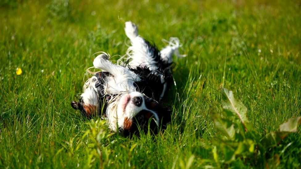 Неприятный запах от собаки. причины и способы устранения