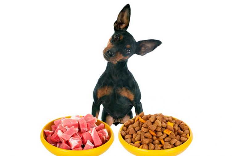 Рецепты питательных каш для собак – на воде, молоке и бульоне, с мясом и овощами