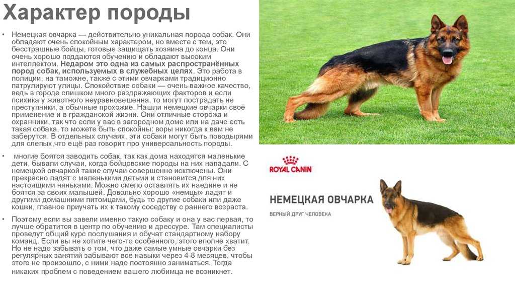 Описание породы собак лангхаар (немецкая длинношёрстная легавая)с отзывами владельцев и фото