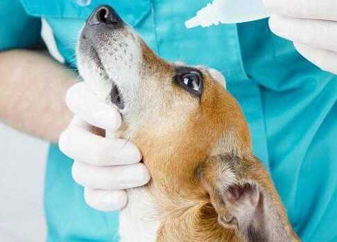 Симптомы и лечение паралича у собаки