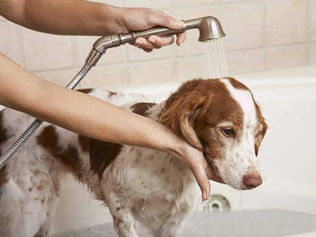 Помыть собаку в салоне в москве
