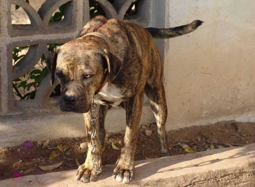 Характеристика собак породы алано (испанский бульдог) с отзывами и фото