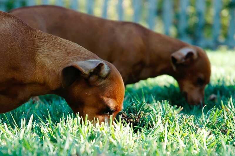5 причин почему собака ест землю