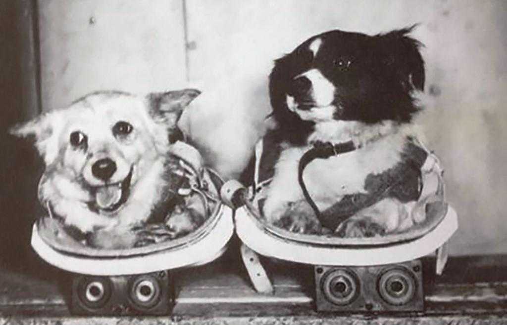 Лайка — первая собака-космонавт