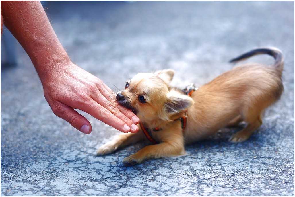 Как отучить щенка кусаться и хватать за ноги и руки