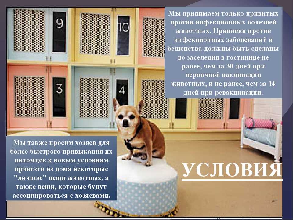 12 лучших гостиниц для животных в москве - рейтинг 2020