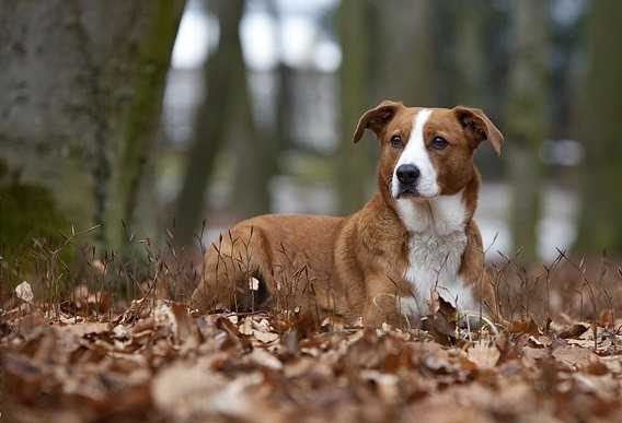 Карликовый пинчер собака. описание, особенности, виды, уход и цена породы | живность.ру