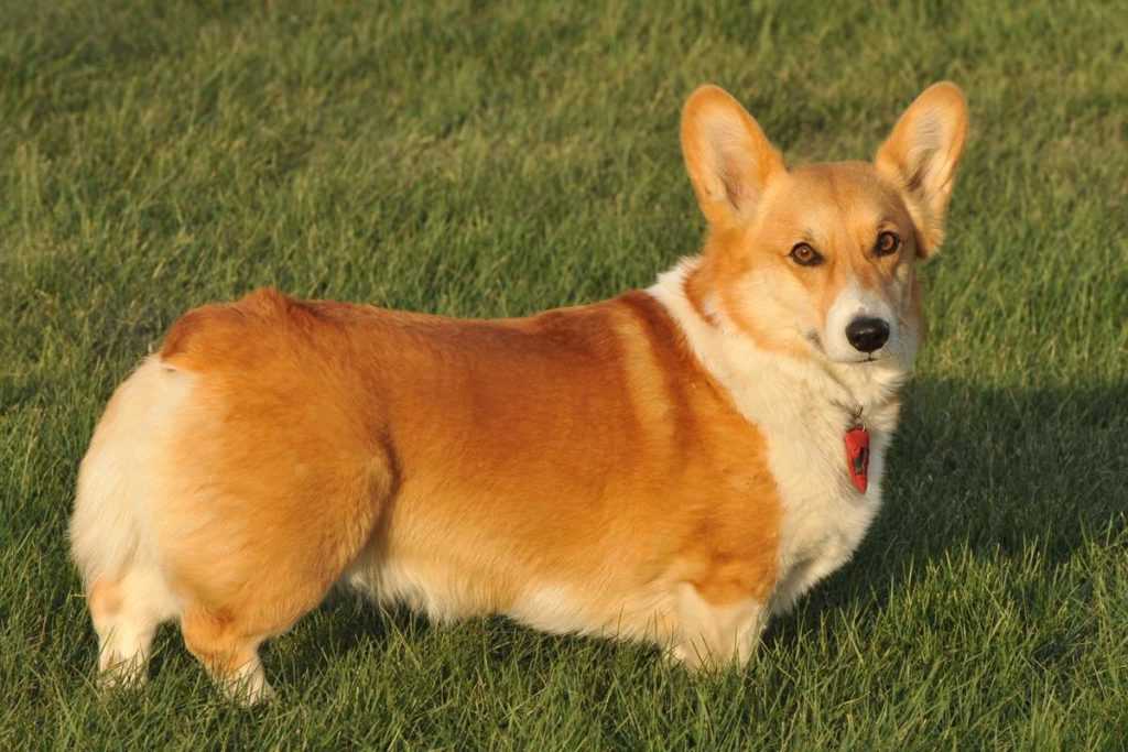 Алопекис — древнегреческая непризнанная порода собак
